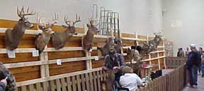 Antler Roundup